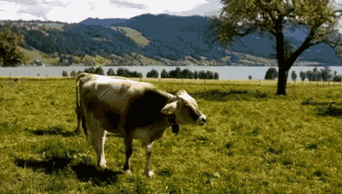 cow clipart gif - photo #1